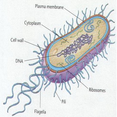 Бактерия.