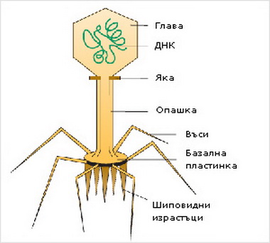 Бактериофаги.