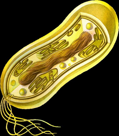 Бактериальная клетка.
